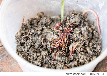Close-up on crumps of red wiggler earthworms in container for vermicomposting 80709131