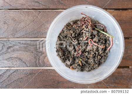 Overhead view on crumps of red wiggler earthworms in container for vermicomposting 80709132