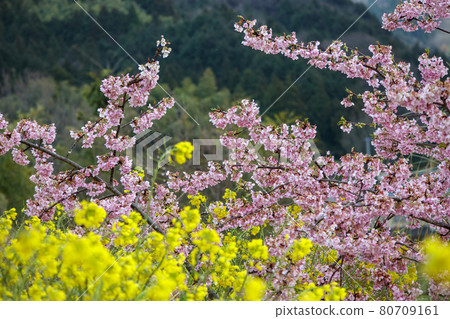 櫻花和油菜花 櫻花和油菜花 80709161