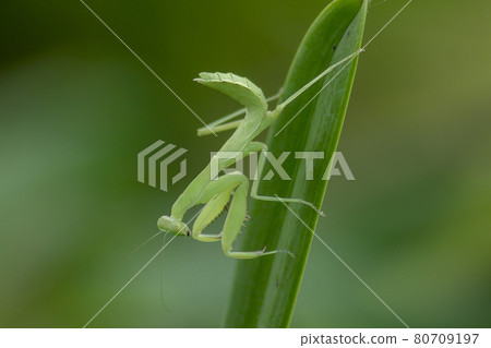 Mantis on leaves are predators that hunt smaller insects. or large animals Mantis on leaves are predators that hunt smaller insects. or large animals 80709197