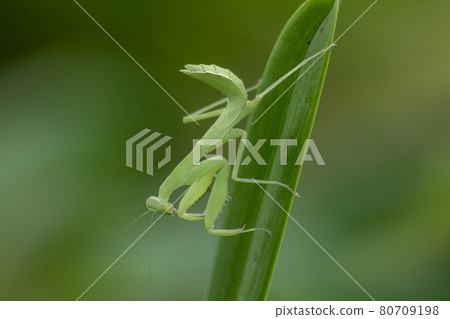 Mantis on leaves are predators that hunt smaller insects. or large animals Mantis on leaves are predators that hunt smaller insects. or large animals 80709198