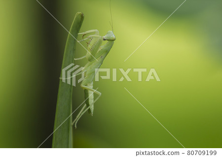Mantis on leaves are predators that hunt smaller insects. or large animals Mantis on leaves are predators that hunt smaller insects. or large animals 80709199