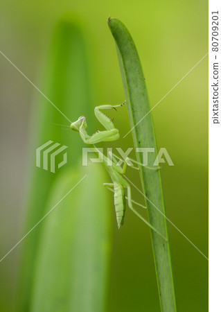 Mantis on leaves are predators that hunt smaller insects. or large animals Mantis on leaves are predators that hunt smaller insects. or large animals 80709201
