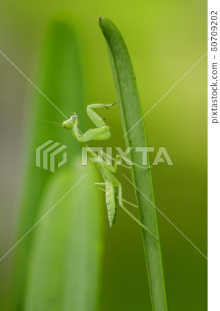 Mantis on leaves are predators that hunt smaller insects. or large animals Mantis on leaves are predators that hunt smaller insects. or large animals 80709202