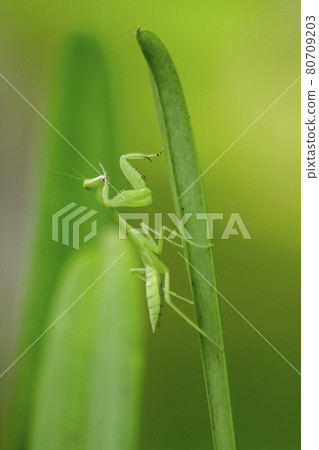 Mantis on leaves are predators that hunt smaller insects. or large animals 80709203