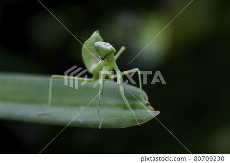Mantis on leaves are predators that hunt smaller insects. or large animals 80709230