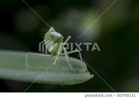 Mantis on leaves are predators that hunt smaller insects. or large animals 80709231