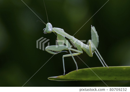 Mantis on leaves are predators that hunt smaller insects. or large animals 80709232