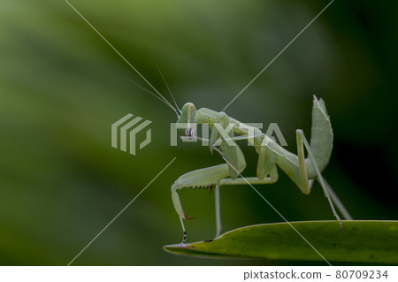 Mantis on leaves are predators that hunt smaller insects. or large animals 80709234