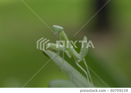 Mantis on leaves are predators that hunt smaller insects. or large animals Mantis on leaves are predators that hunt smaller insects. or large animals 80709239