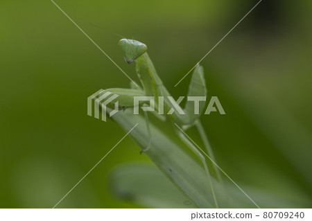 Mantis on leaves are predators that hunt smaller insects. or large animals 80709240