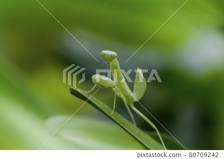 Mantis on leaves are predators that hunt smaller insects. or large animals Mantis on leaves are predators that hunt smaller insects. or large animals 80709242