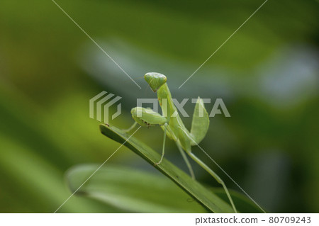 Mantis on leaves are predators that hunt smaller insects. or large animals Mantis on leaves are predators that hunt smaller insects. or large animals 80709243