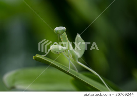 Mantis on leaves are predators that hunt smaller insects. or large animals 80709244