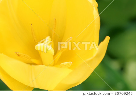 春天園藝鬱金香盛開在花園裡 春天園藝鬱金香盛開在花園裡 80709245