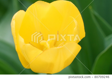 春天園藝鬱金香盛開在花園裡 80709246