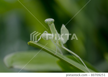 Mantis on leaves are predators that hunt smaller insects. or large animals Mantis on leaves are predators that hunt smaller insects. or large animals 80709251