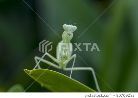 Mantis on leaves are predators that hunt smaller insects. or large animals Mantis on leaves are predators that hunt smaller insects. or large animals 80709252