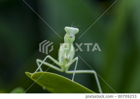 Mantis on leaves are predators that hunt smaller insects. or large animals Mantis on leaves are predators that hunt smaller insects. or large animals 80709253