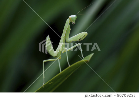 Mantis on leaves are predators that hunt smaller insects. or large animals Mantis on leaves are predators that hunt smaller insects. or large animals 80709255