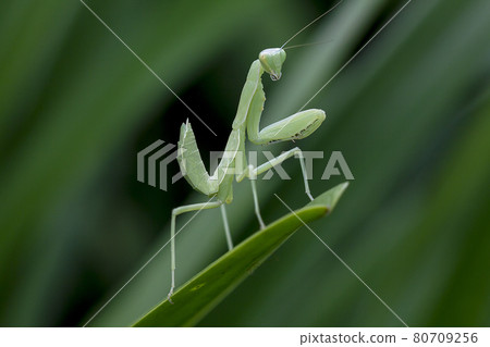 Mantis on leaves are predators that hunt smaller insects. or large animals Mantis on leaves are predators that hunt smaller insects. or large animals 80709256
