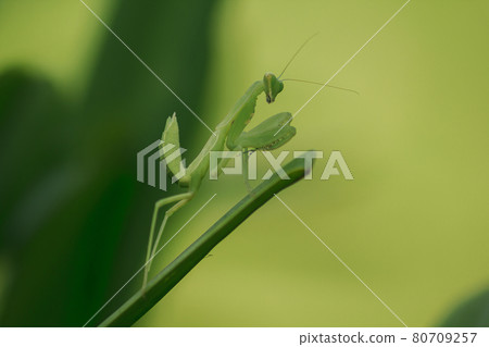 Mantis on leaves are predators that hunt smaller insects. or large animals Mantis on leaves are predators that hunt smaller insects. or large animals 80709257