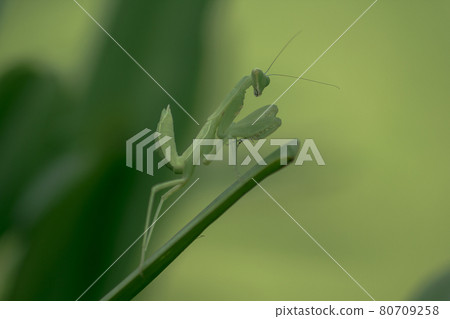 Mantis on leaves are predators that hunt smaller insects. or large animals Mantis on leaves are predators that hunt smaller insects. or large animals 80709258