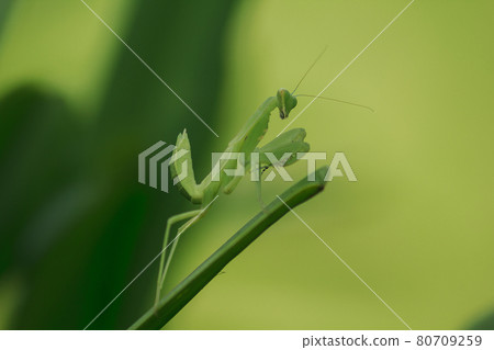 Mantis on leaves are predators that hunt smaller insects. or large animals Mantis on leaves are predators that hunt smaller insects. or large animals 80709259