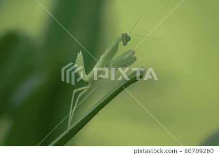 Mantis on leaves are predators that hunt smaller insects. or large animals Mantis on leaves are predators that hunt smaller insects. or large animals 80709260