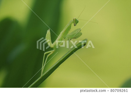 Mantis on leaves are predators that hunt smaller insects. or large animals Mantis on leaves are predators that hunt smaller insects. or large animals 80709261