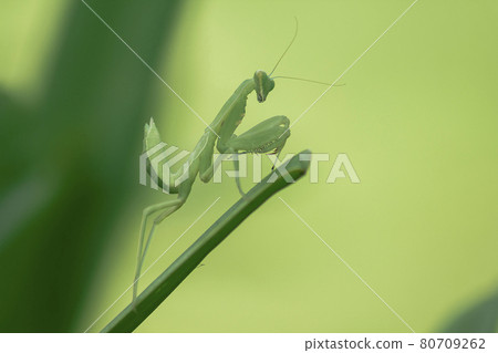 Mantis on leaves are predators that hunt smaller insects. or large animals 80709262