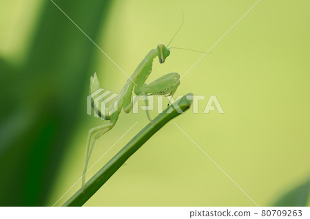Mantis on leaves are predators that hunt smaller insects. or large animals 80709263