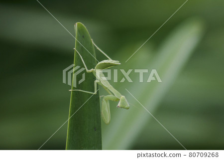 Mantis on leaves are predators that hunt smaller insects. or large animals 80709268