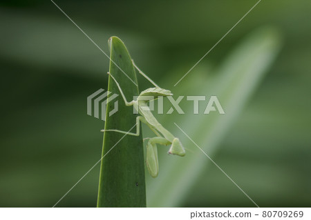 Mantis on leaves are predators that hunt smaller insects. or large animals Mantis on leaves are predators that hunt smaller insects. or large animals 80709269