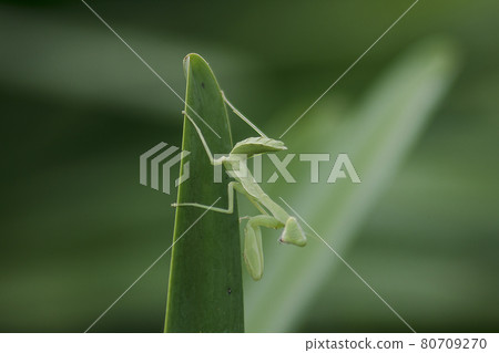 Mantis on leaves are predators that hunt smaller insects. or large animals Mantis on leaves are predators that hunt smaller insects. or large animals 80709270