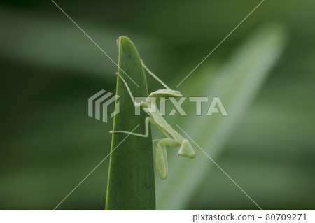 Mantis on leaves are predators that hunt smaller insects. or large animals 80709271