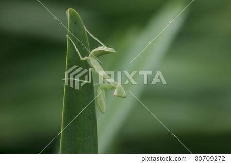 Mantis on leaves are predators that hunt smaller insects. or large animals Mantis on leaves are predators that hunt smaller insects. or large animals 80709272