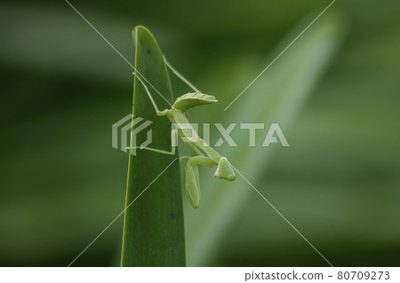 Mantis on leaves are predators that hunt smaller insects. or large animals 80709273