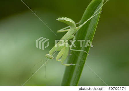 Mantis on leaves are predators that hunt smaller insects. or large animals 80709274