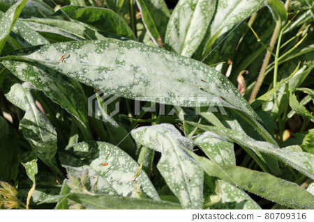 Spotted narrow leaved lungwort leaves in close up 80709316