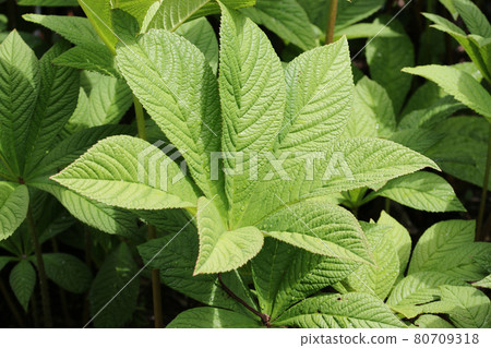 Chestnut leaved rodgersia leaves 80709318