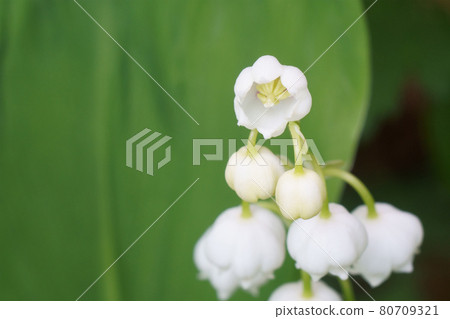 鈴蘭花盛開在花園裡 照片素材 圖片 圖庫