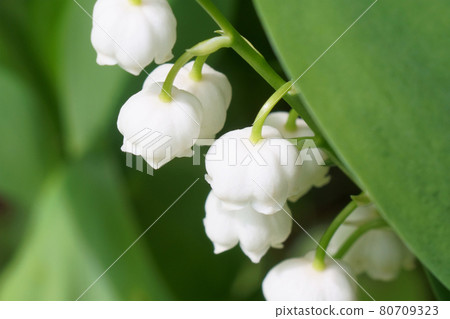 鈴蘭花盛開在花園裡 照片素材 圖片 圖庫