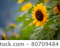 在向日葵田裡的一朵花 80709484