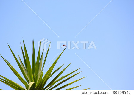 Red Basker Dragonfly On Leaf Tip (Urothemis assignata) 80709542
