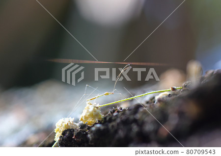 Tiny Insect Nymph Navigating Across Tree Bark (Phasmatodea sp.) 80709543