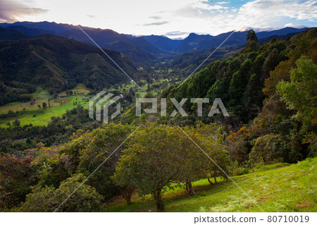 View of the beautiful Cocora Valley at the Quindio region in Colombia 80710019