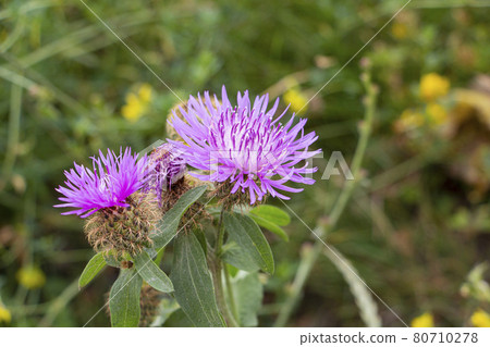 A blooming thistle with pink flowers, in a blooming field. A blooming thistle with pink flowers, in a blooming field. 80710278