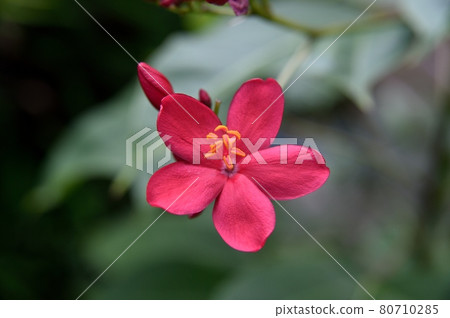 Nanoyo Zakura 80710285