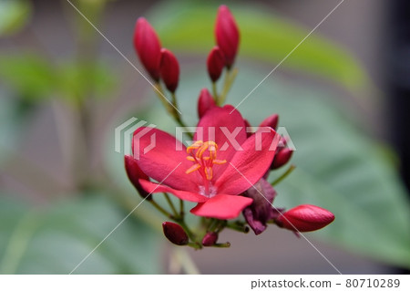 Nanoyo Zakura 80710289